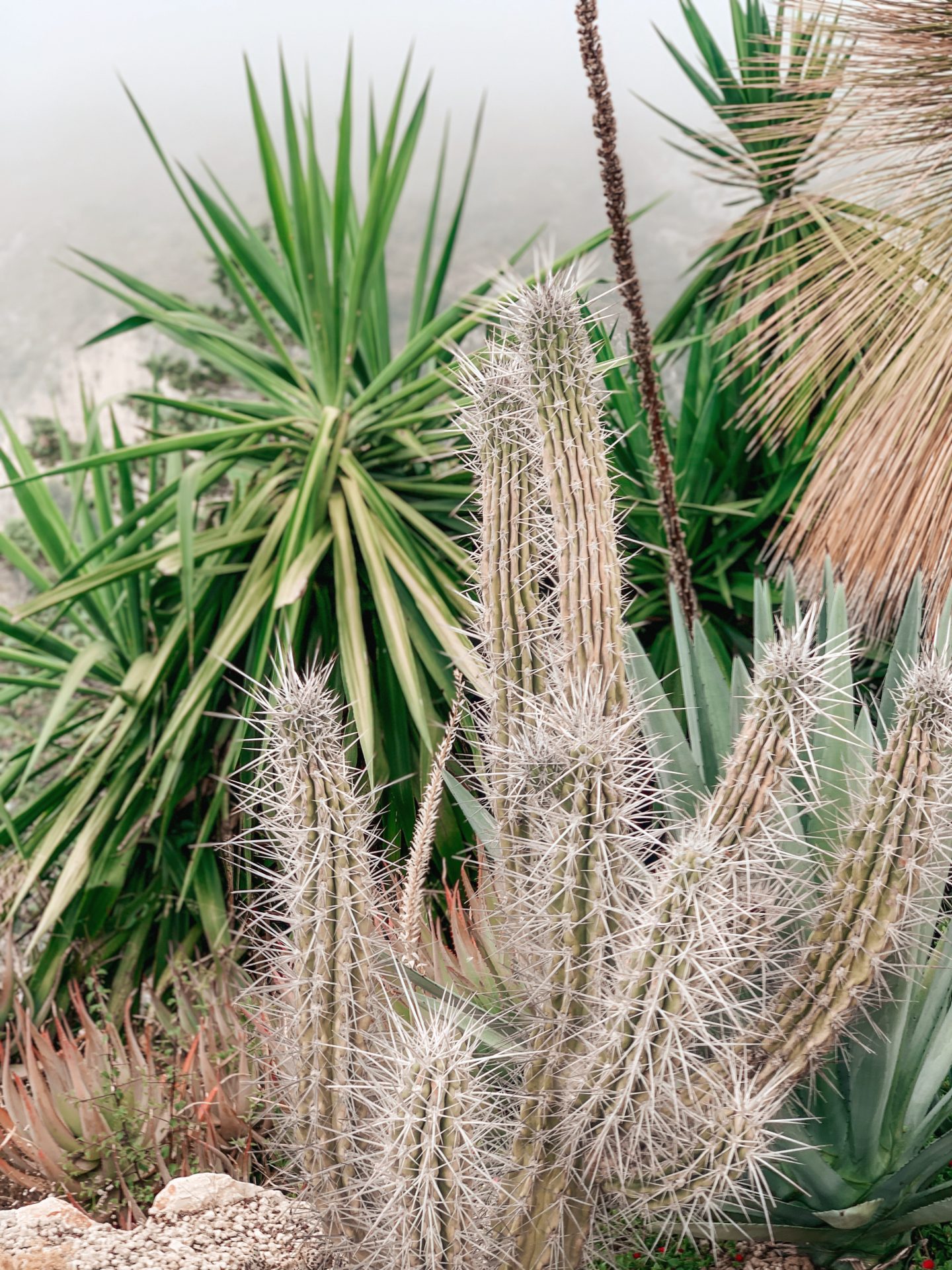 Jardin Botanique d’Èze (botanical gardens), Nice, France