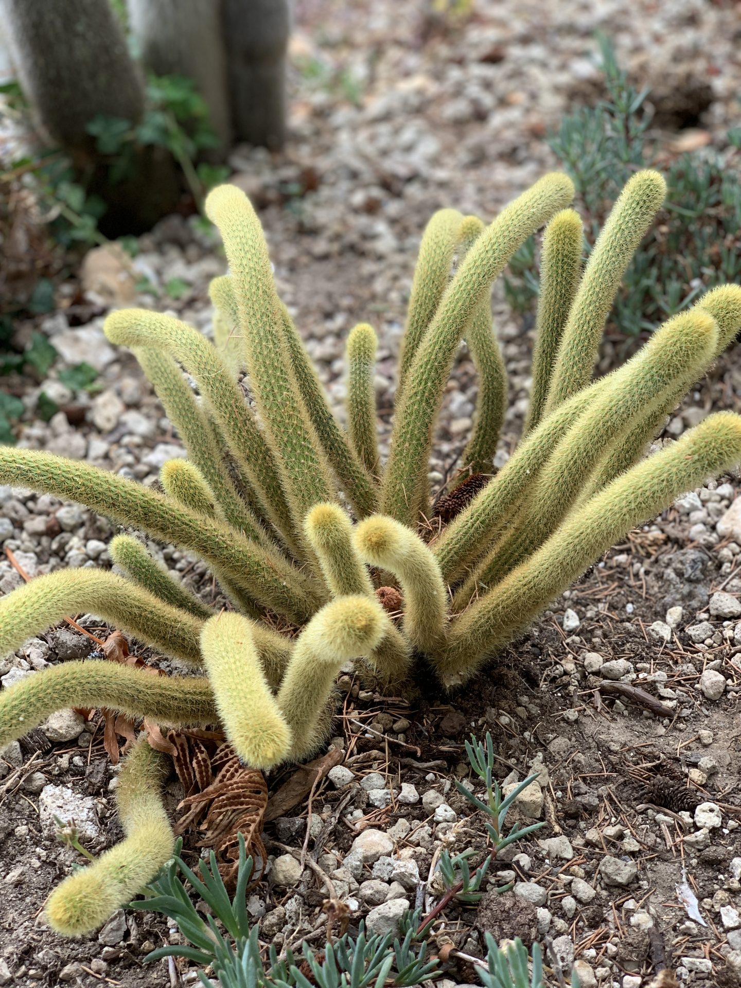 Jardin Botanique d’Èze (botanical gardens), Nice, France