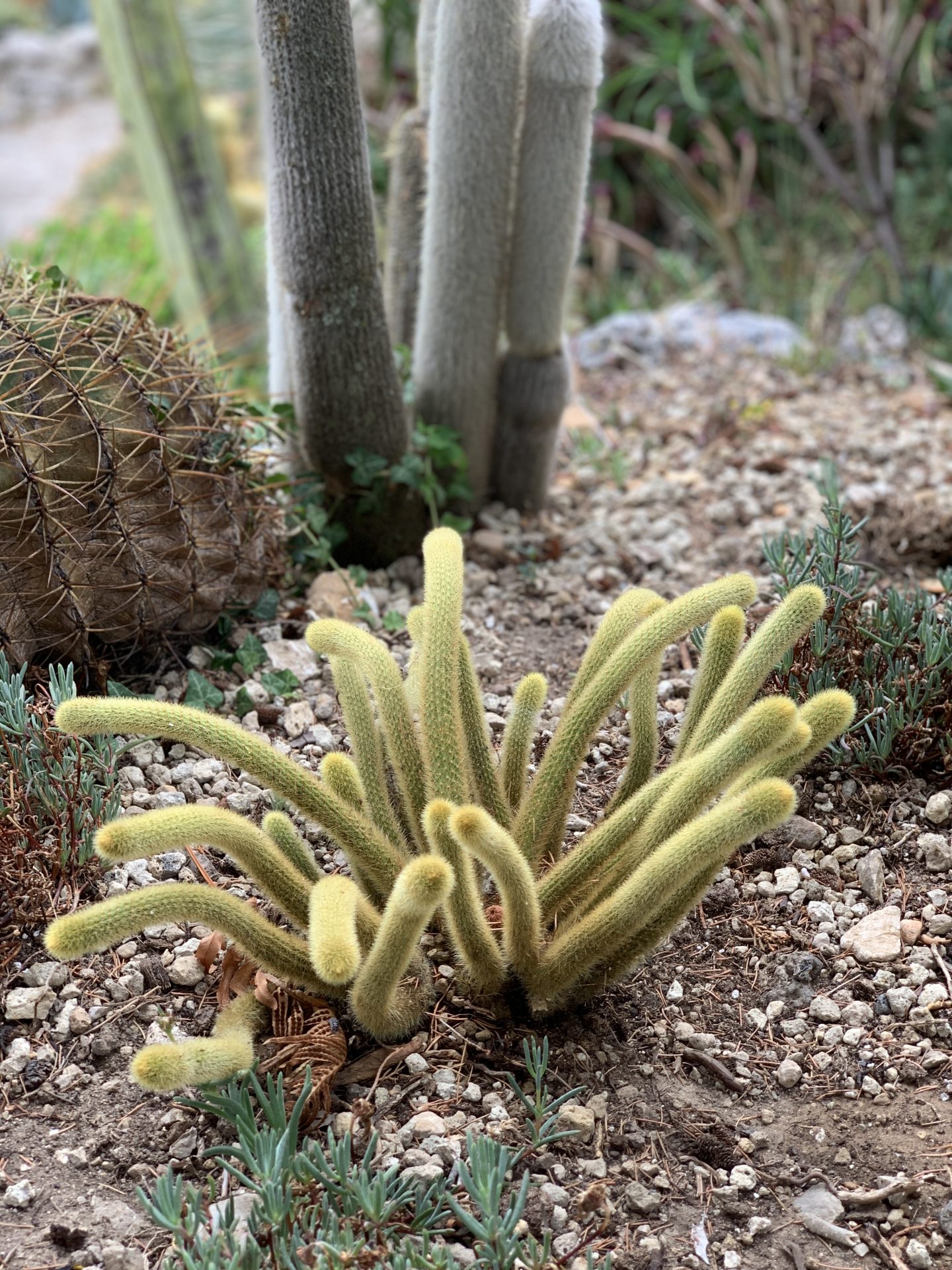 Jardin Botanique d’Èze (botanical gardens), Nice, France