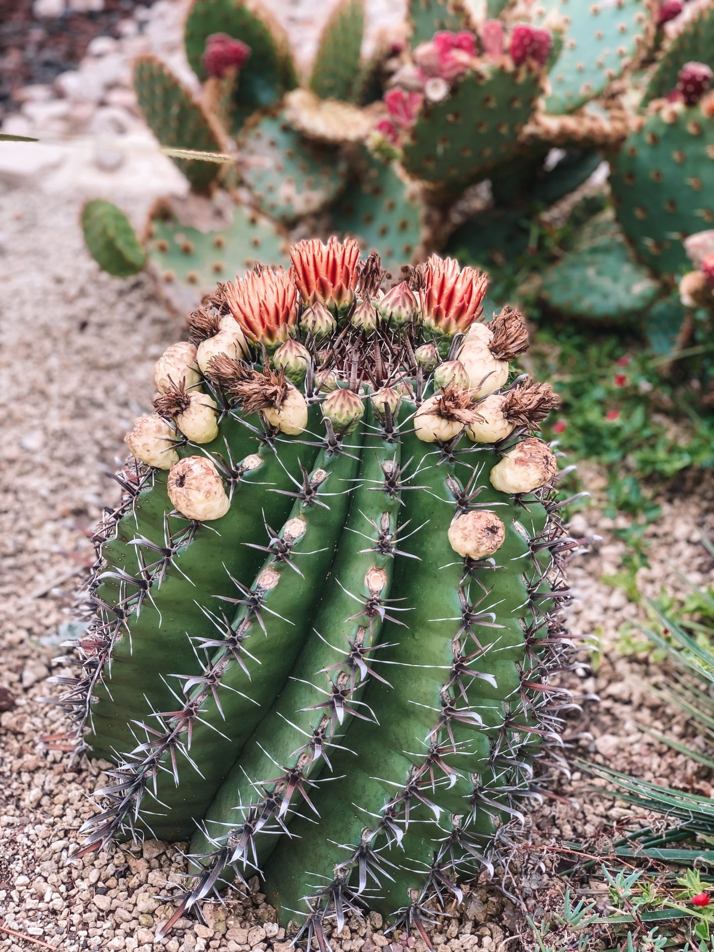 Jardin Botanique d’Èze (botanical gardens), Nice, France