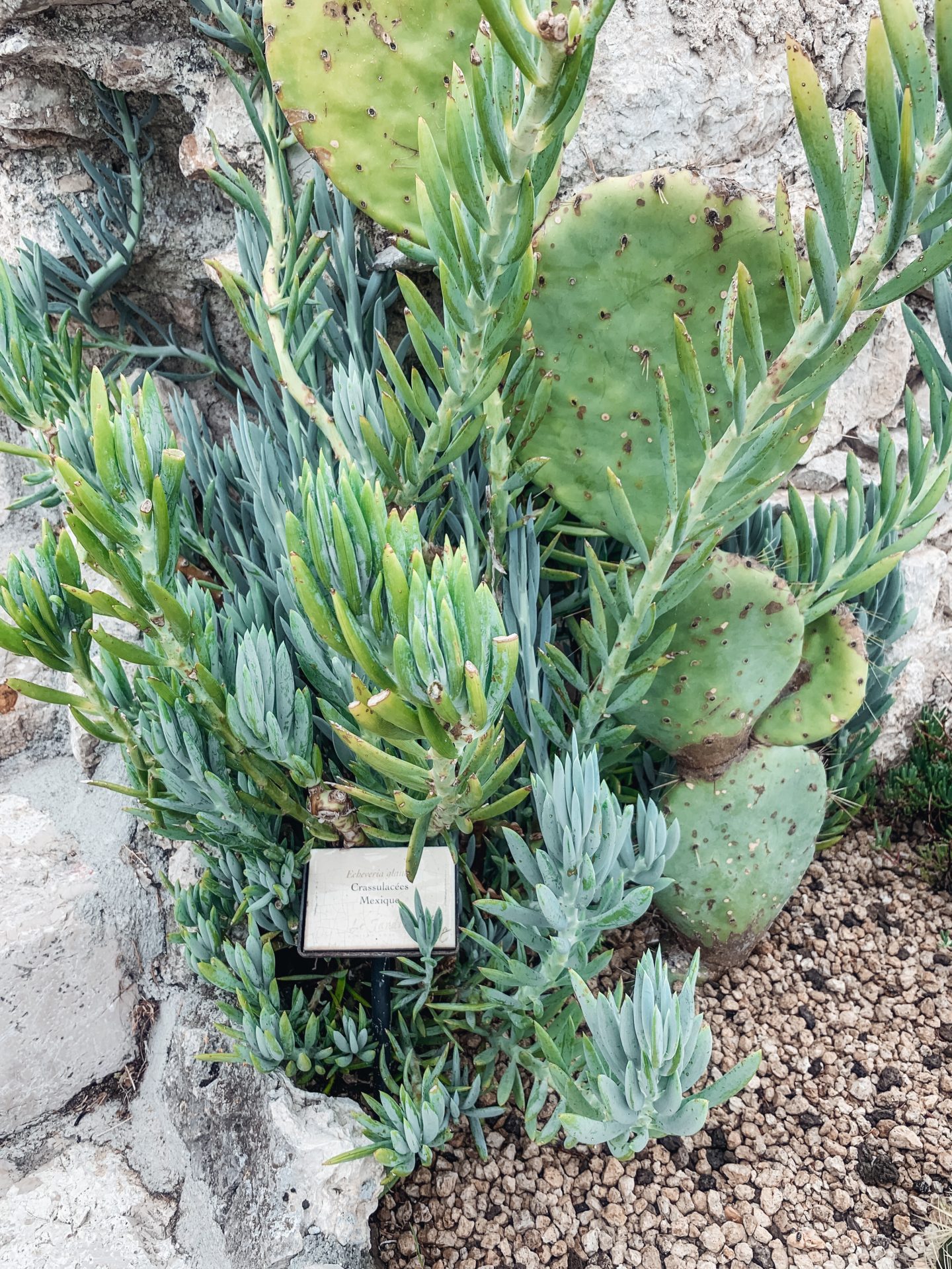 Jardin Botanique d’Èze (botanical gardens), Nice, France