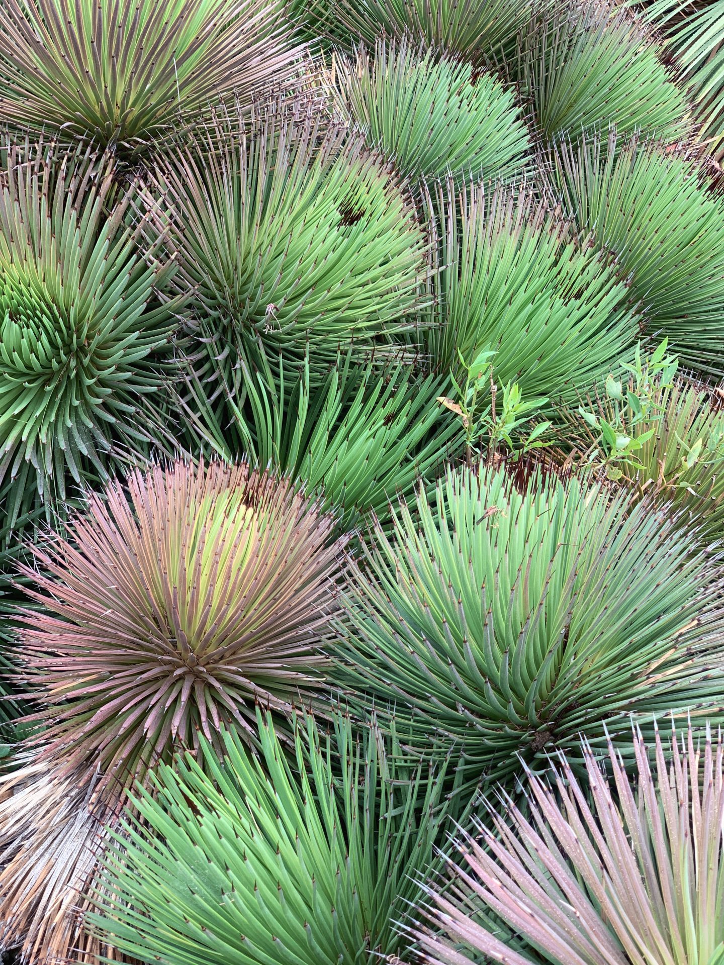 Jardin Botanique d’Èze (botanical gardens), Nice, France