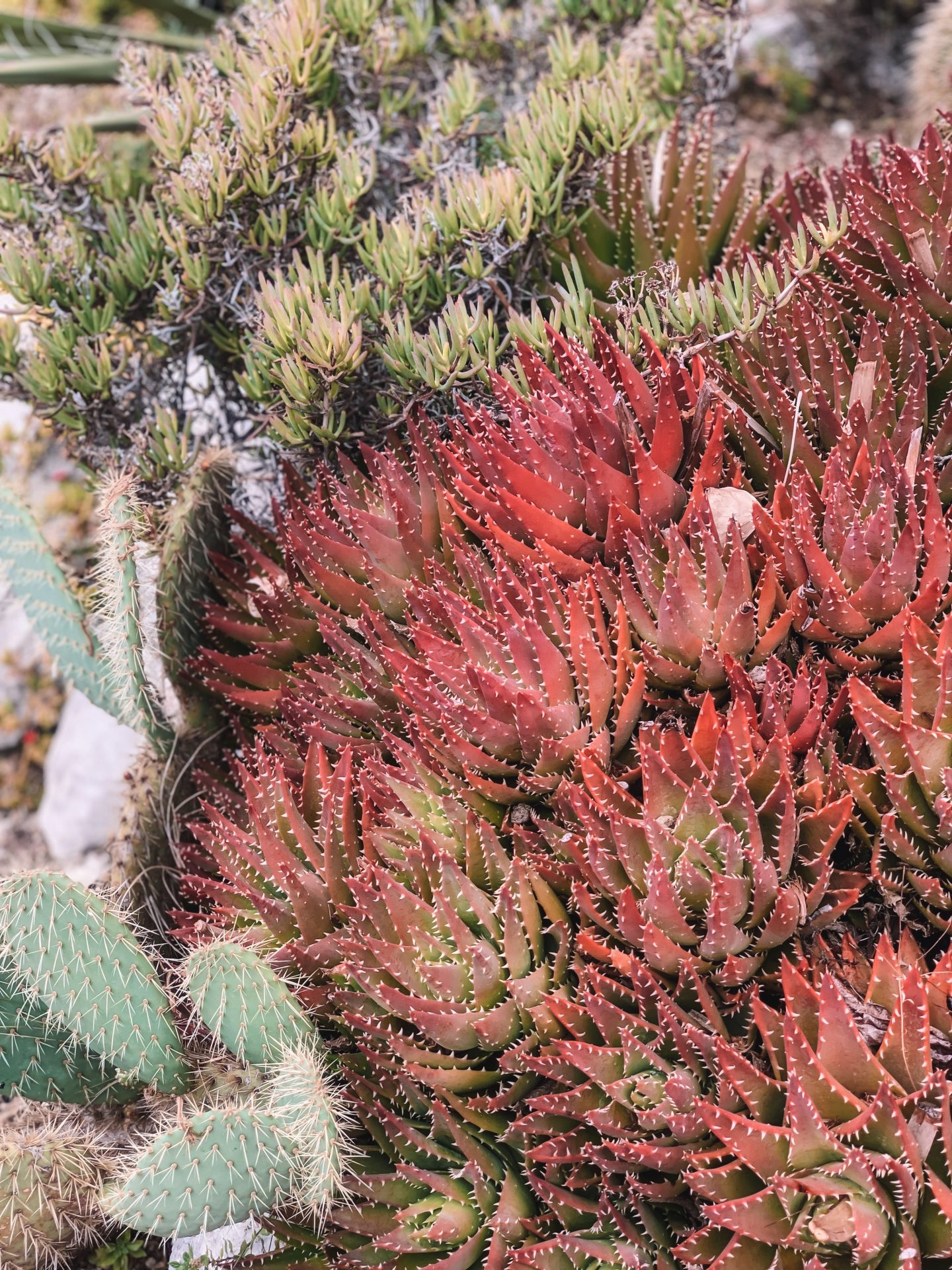 Jardin Botanique d’Èze (botanical gardens), Nice, France