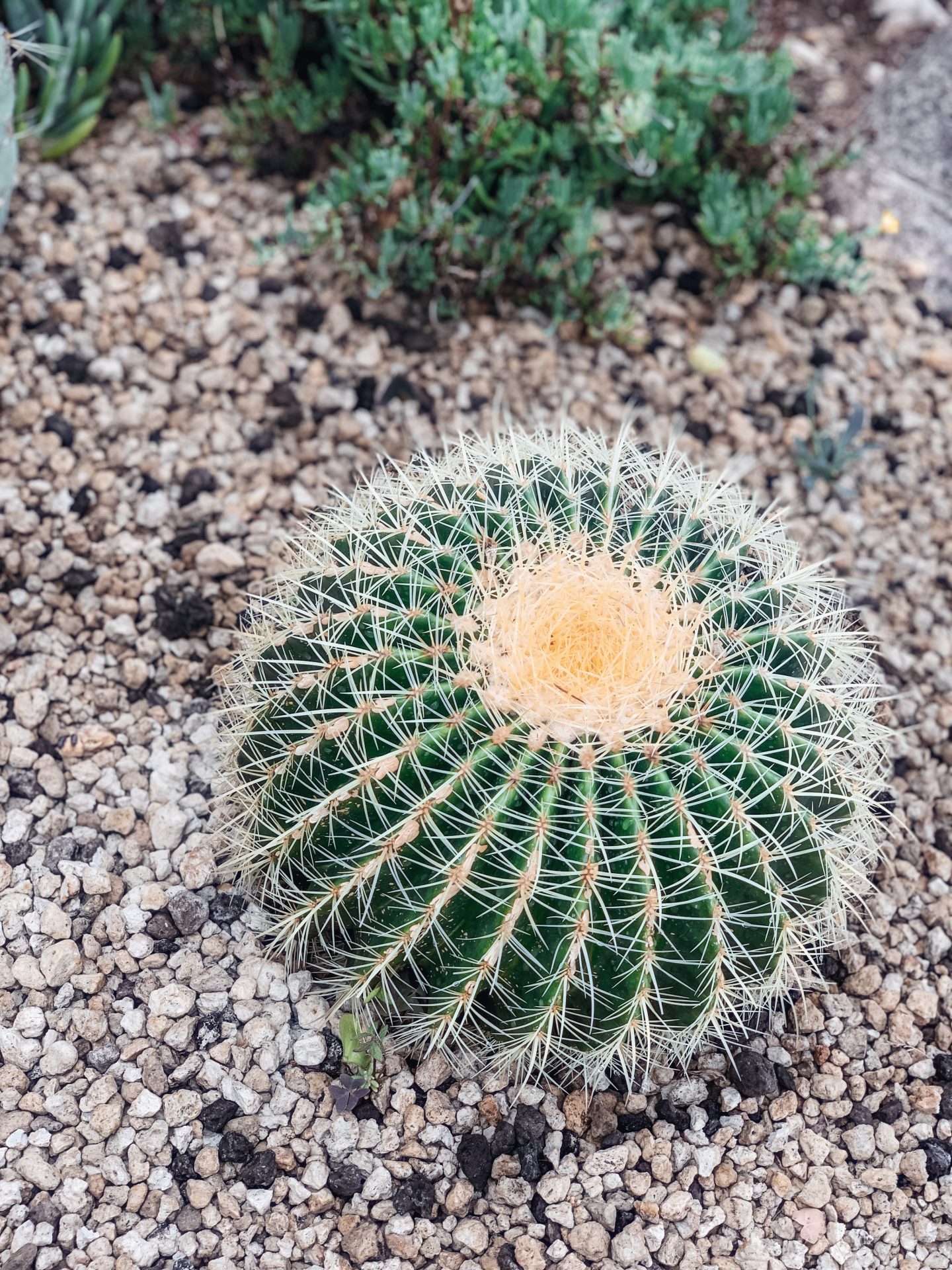 Jardin Botanique d’Èze (botanical gardens), Nice, France