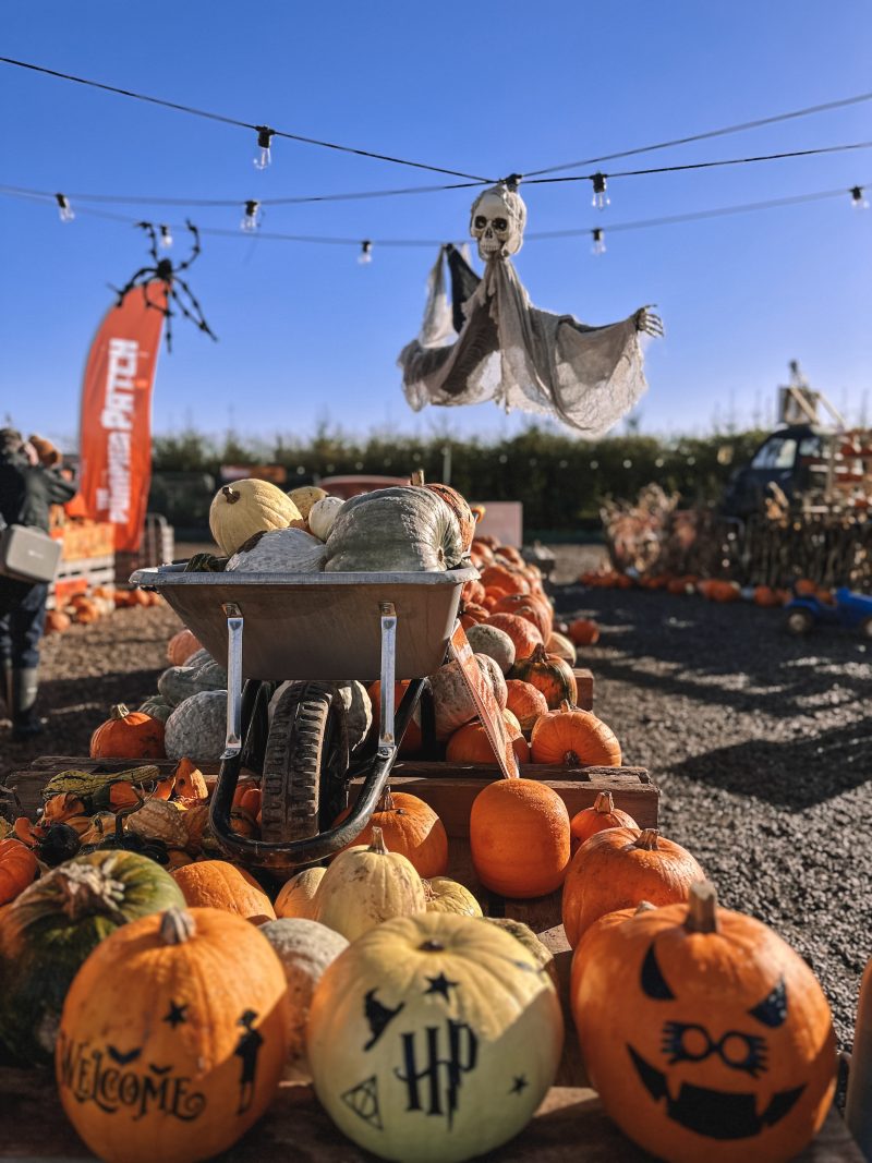 Foxes Farm Produce, Pumpkin Patch, Corn Maze, Colchester, England